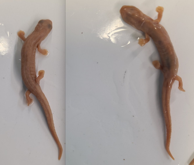 <p>Order and Family of Bolitoglossa sp.</p>