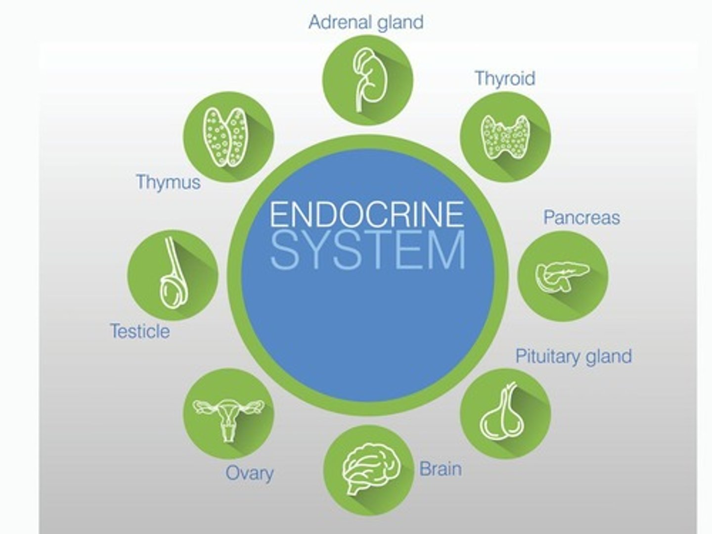 <p>A system that consists of glands that synthesize, store, and release hormones into the blood.</p>