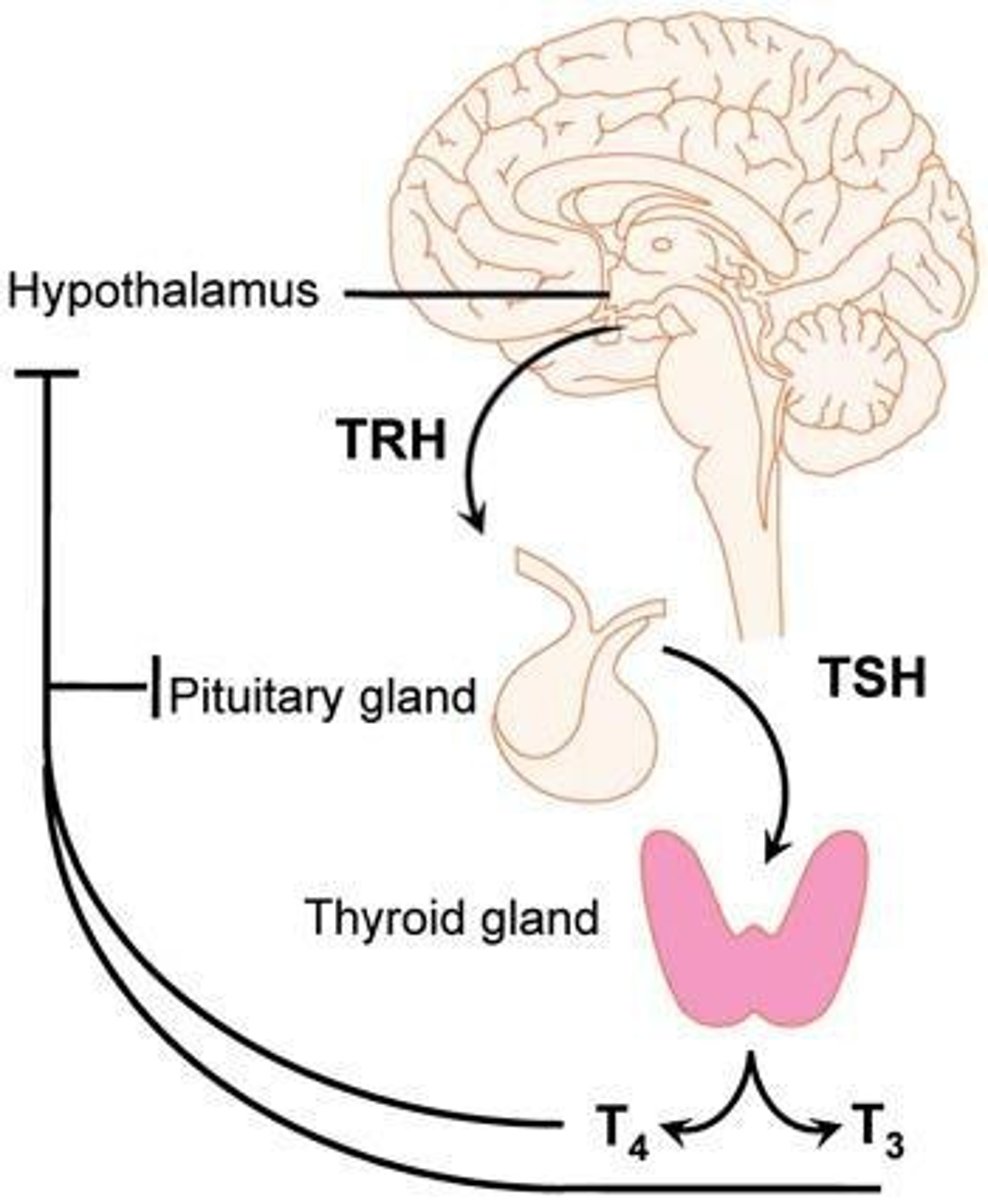 <p>Stimulates the thyroid gland to secrete thyroid hormones T3 and T4 (needed for metabolism), TT is thyroid gland</p><p>- Too much TSH = enlargement of thyroid gland</p><p>- Too little TSH = shrinking of thyroid gland</p>