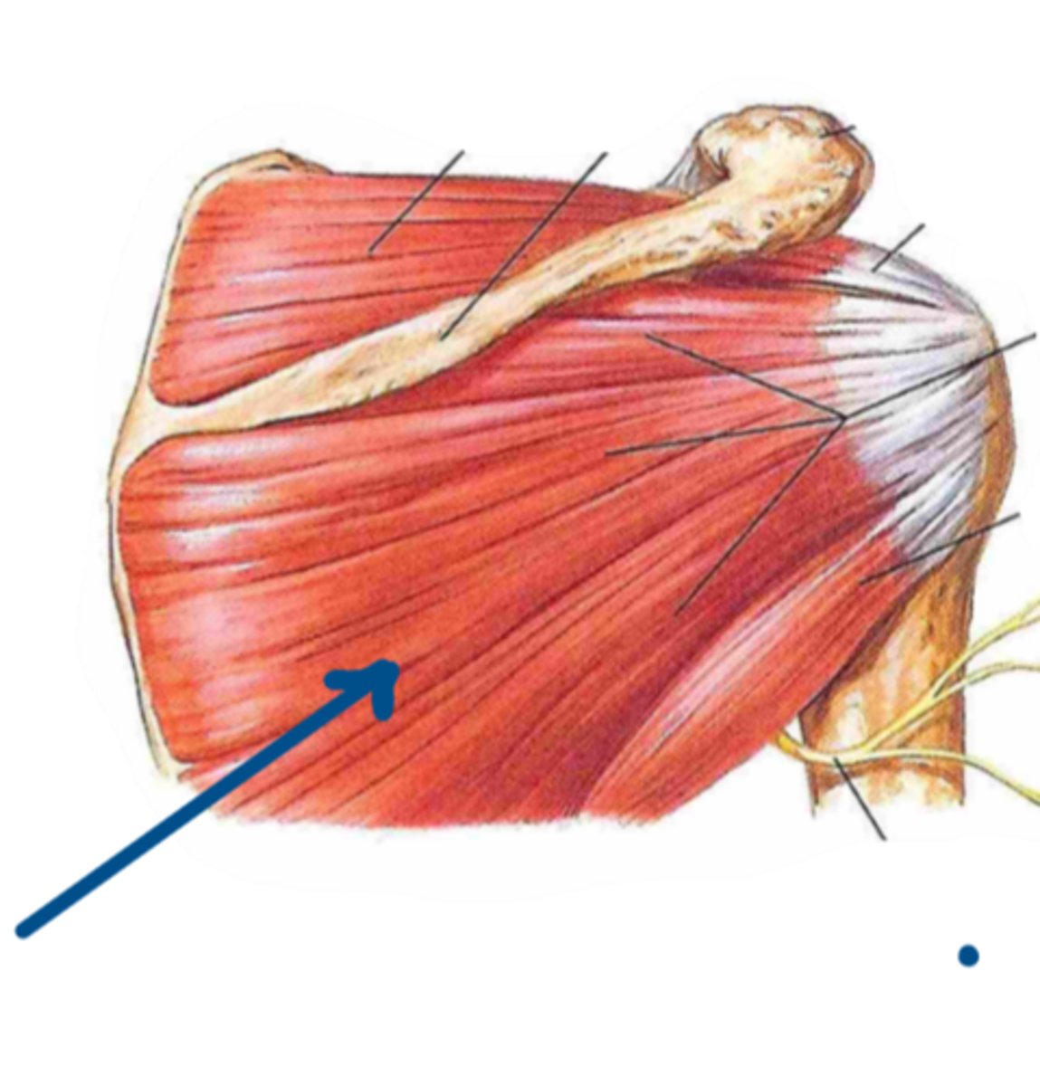 <p>Identify the innervation of the structure indicated by the arrow</p>