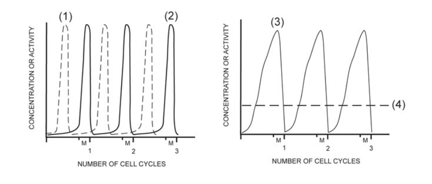 <p>concentration<span> </span>of<span> </span>mitotic<span> </span>cell<span> </span>cycle<span> </span>kinase<span> </span>(M-<span>Cdk)</span></p>