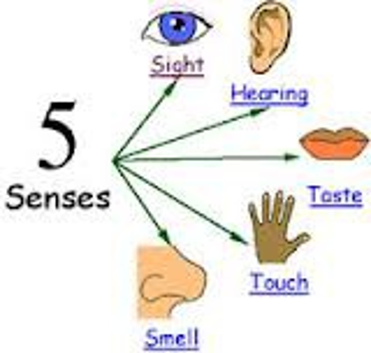 <p>the process by which our sensory receptors and nervous system <strong>detect information from the environment</strong></p>