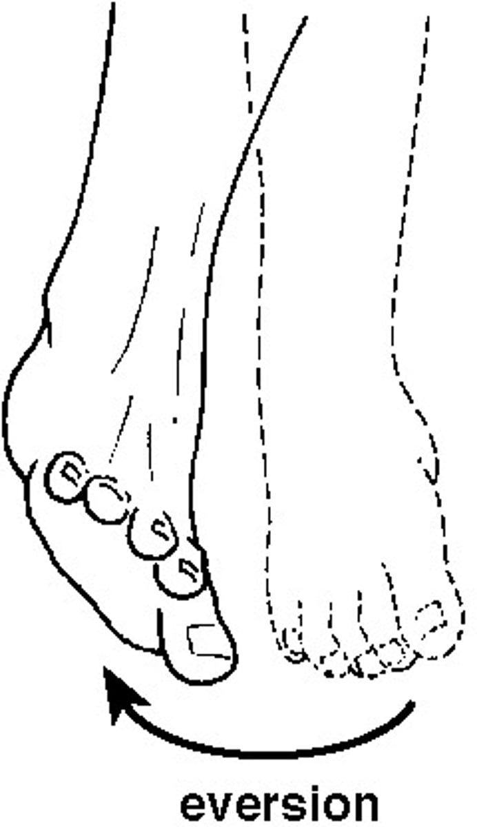 <p>Eversion</p>