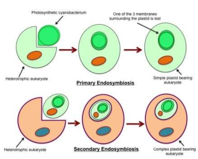 <p>explains the origin of chloroplasts and mitochondria in eukaryotic cells, a view popularized by Lynn Margulis</p><p>1st primary endosymbiosis gave rise to mitochondria</p><p>The 2nd primary endosymbiosis gave rise to photosynthetic plastids </p>