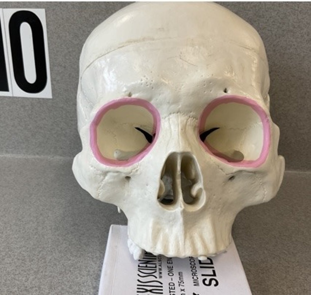 knowt flashcard image