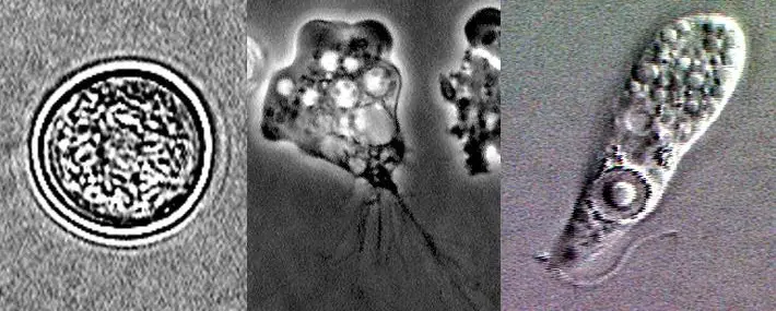 <p>Naegleria fowleri (A. Cyst, B. Ameboid, C. Ameboflagellate)</p>