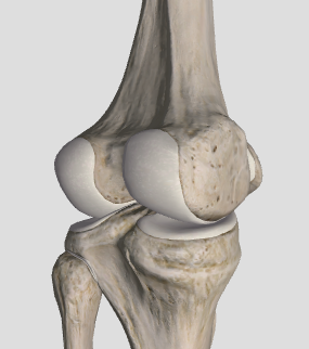 <p>synovial joint</p>