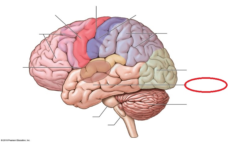 <p>Identify the indicated lobe of the cerebral hemispheres</p>