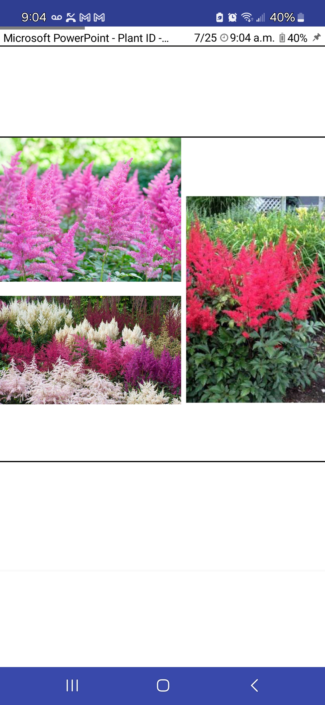 <p>Astilbe X arendsii, Saxifragaceae</p>