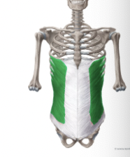 <p>What muscle is this?</p>