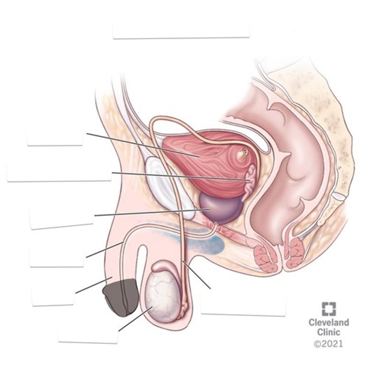 <p>The end of the male reproductive organ</p>