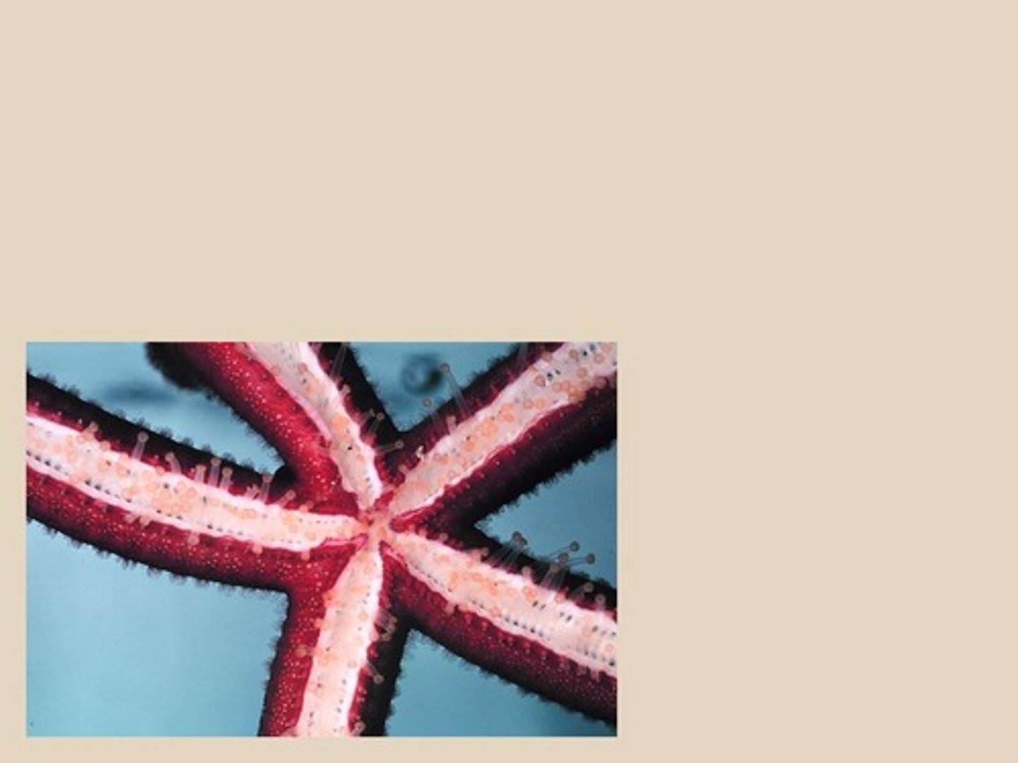 <p>Radial symmetry.</p>