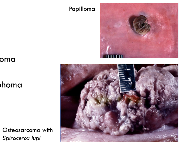 <ol><li><p>papillomas</p></li><li><p>squamous cell carcinoma (very rare)</p></li><li><p>fibroma, fibrosarcoma, osteosarcoma (<em>Spirocerca lupi)</em></p></li><li><p>leiomyoma/sarcoma, lymphoma (rare)</p></li></ol><p></p>