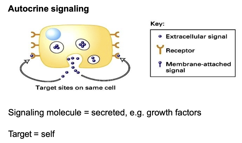 <ul><li><p>Cell <strong>signals to itself</strong> (signaling cell = target cell)</p></li><li><p>Produces and responds to its own <strong>secreted signal</strong></p></li><li><p>Example: <strong>growth factors</strong> that regulate cell division (promote or inhibit)</p></li><li><p>Allows a cell to <strong>self-regulate</strong> based on internal and external conditions</p></li></ul><p></p>