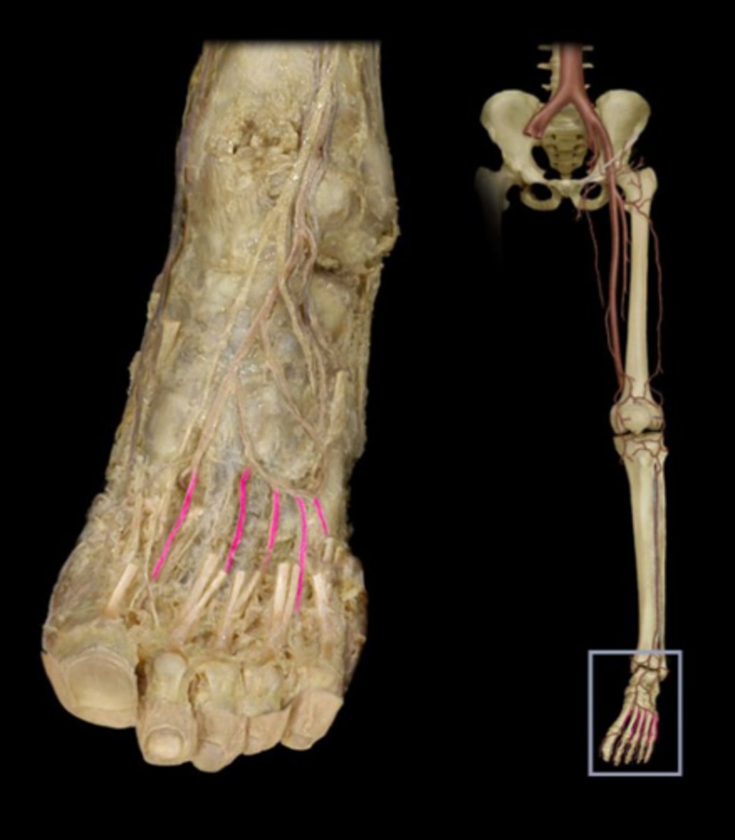 <p>Supplies foot and phalanges</p>