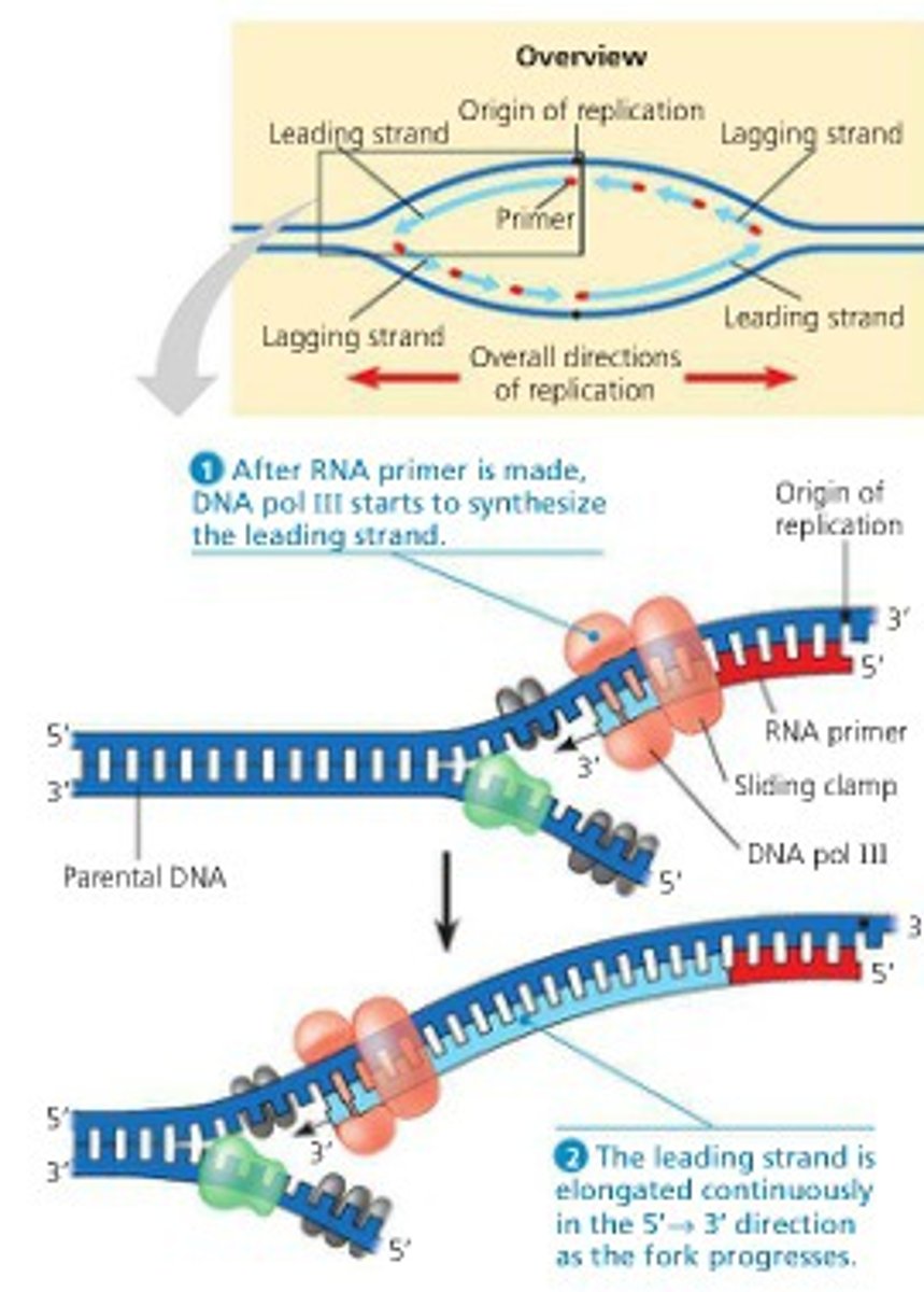 <p>The cell replicates all DNA.</p>