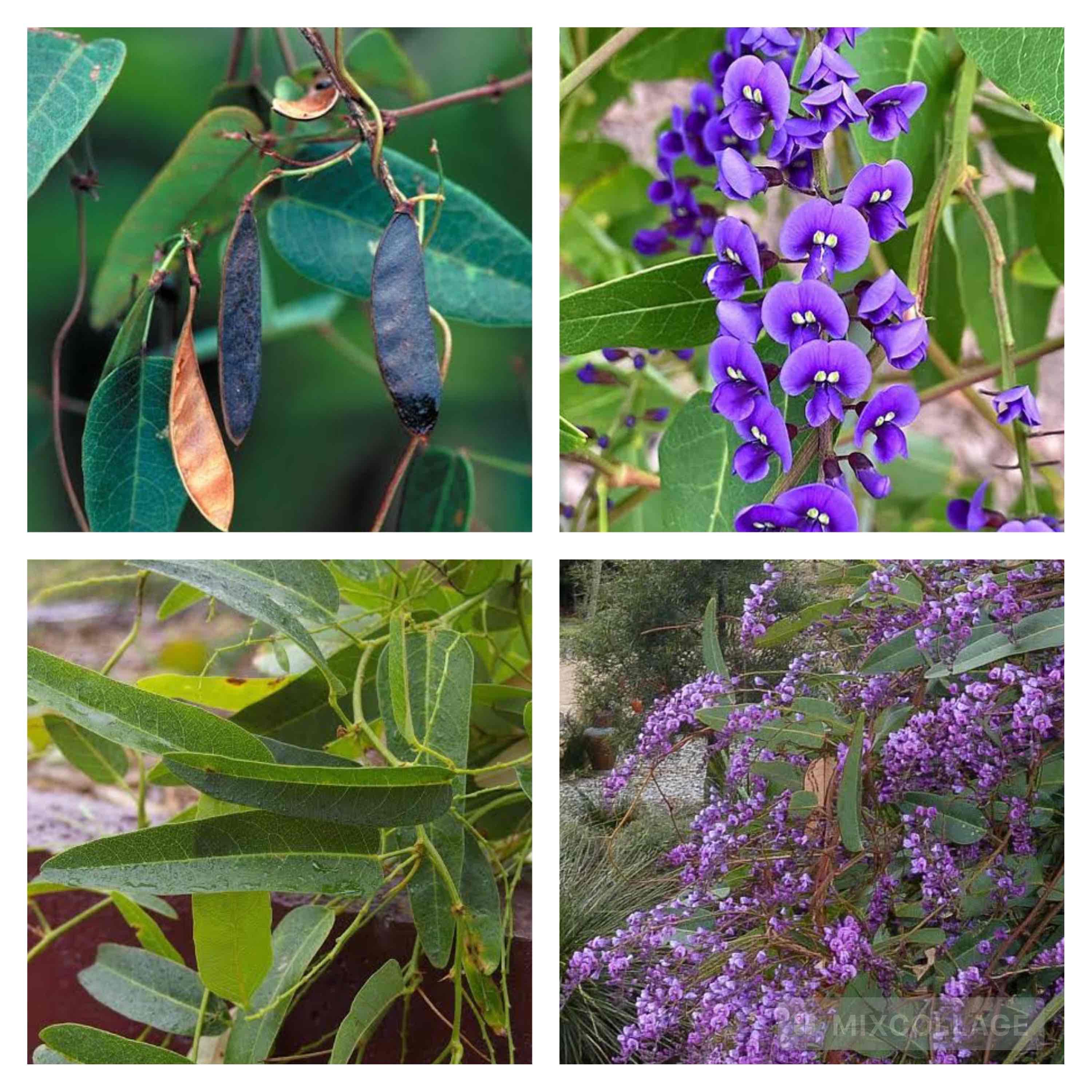 <p>Native sasparilla / false sasparilla / purple coral pea</p>