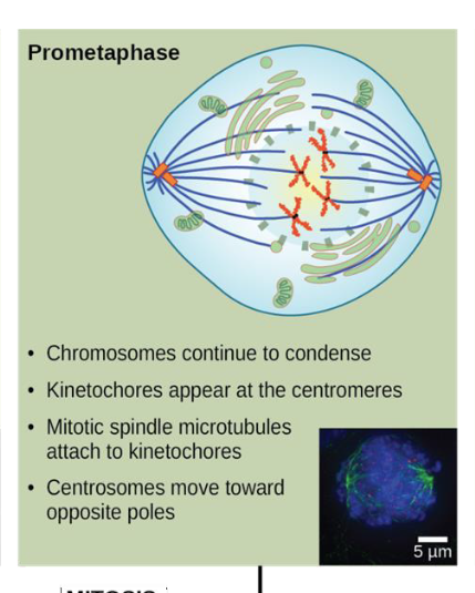 <p>prometaphase</p>