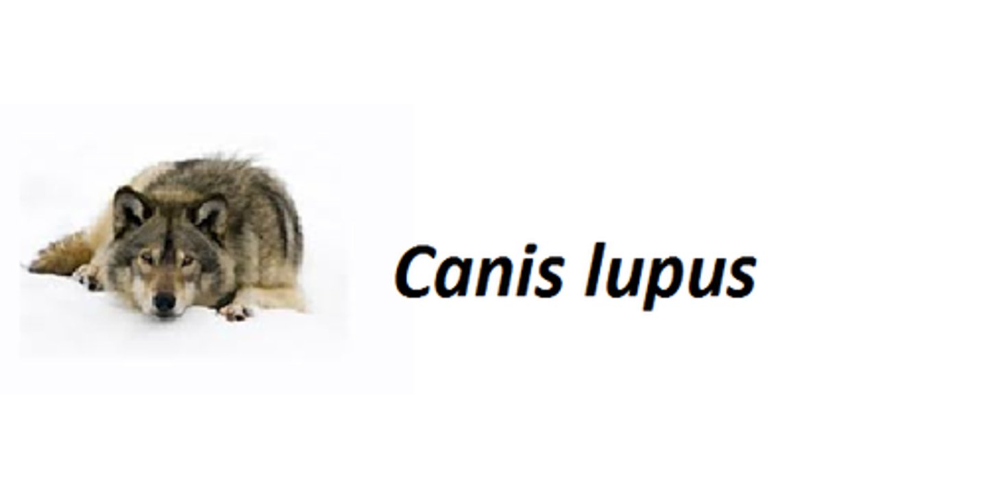 <p>Genus and species level are used for a scientific name</p>