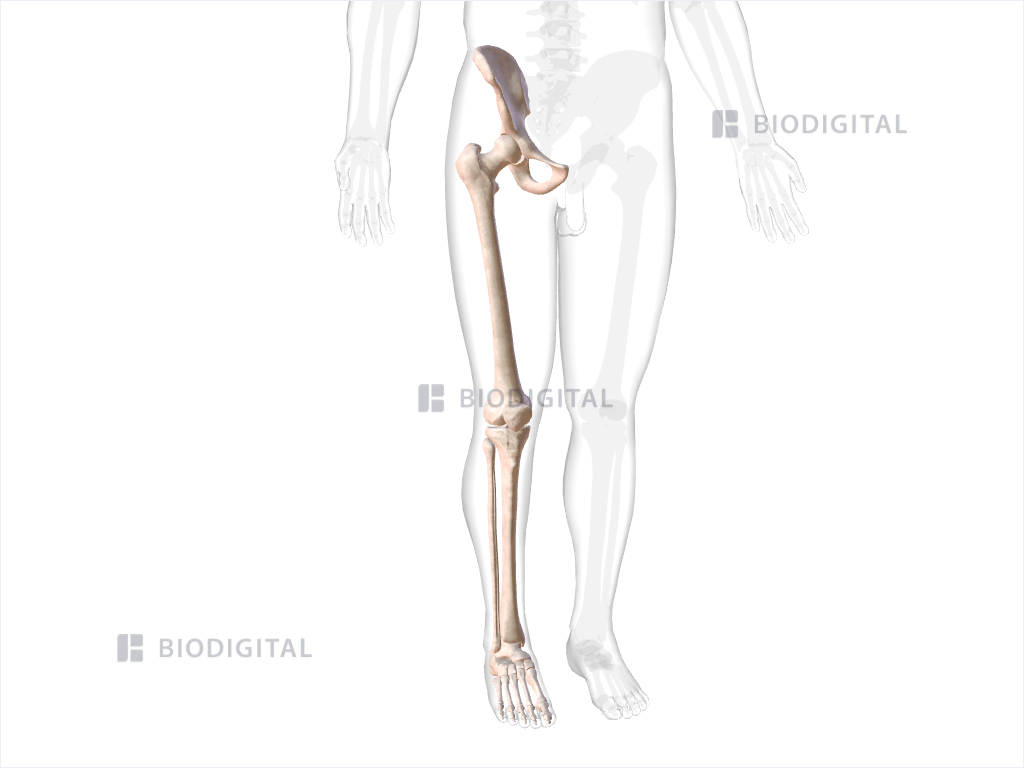 <p>thigh to the foot</p>