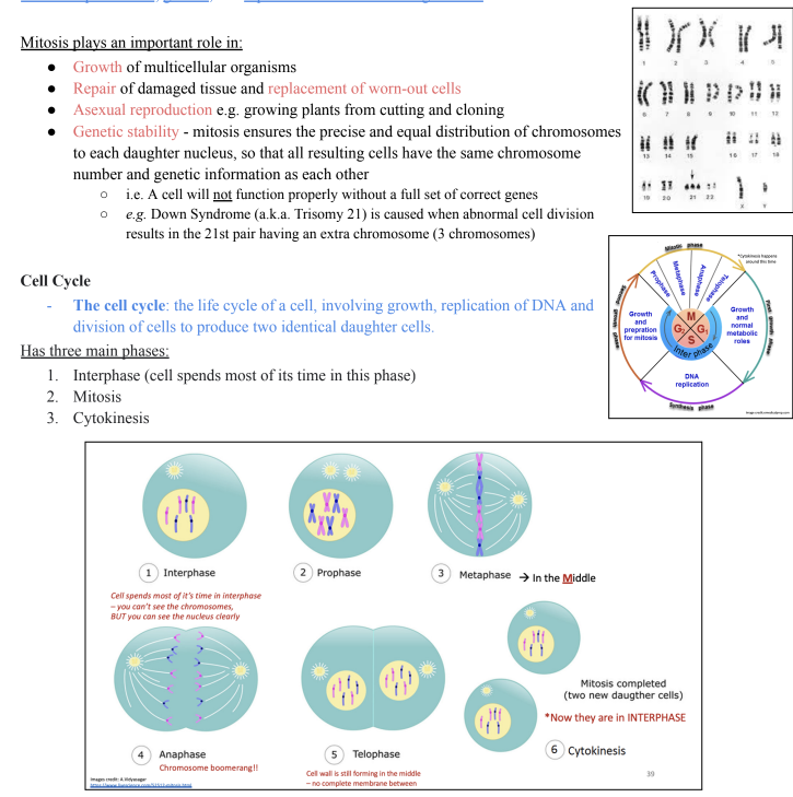 <p>DNA replication using the Watson and Crick DNA model, including nucleotide composition,</p><p>pairing and bonding</p><p>● Mitosis and Meiosis</p><p>Cell Replication/Division: the process by which cells replicate their genetic material and divide to form new</p><p>cells.</p><p>Cell Division</p><p>- In UNICELLULAR organisms, cell division is by asexual binary fission: where one organism becomes</p><p>two; no gametes (sex cells) are involved</p><p>- In MULTICELLULAR organisms, cell division by mitosis leads to the formation of two new identical</p><p>cells that contribute to the growth of an organism. This occurs in the somatic (body) cells</p><p>Mitosis - makes body cells [<a target="_blank" rel="noopener noreferrer nofollow" href="https://youtu.be/L61Gp_d7evo">https://youtu.be/L61Gp_d7evo</a>]</p><p>Mitosis: a type of cell division where one parent cell divides once to produce two identical daughter cells for</p><p>asexual reproduction, growth, and replacement of old or damaged cells.</p><p>Mitosis plays an important role in:</p><p>● Growth of multicellular organisms</p><p>● Repair of damaged tissue and replacement of worn-out cells</p><p>● Asexual reproduction e.g. growing plants from cutting and cloning</p><p>● Genetic stability - mitosis ensures the precise and equal distribution of chromosomes</p><p>to each daughter nucleus, so that all resulting cells have the same chromosome</p><p>number and genetic information as each other</p><p>○ i.e. A cell will not function properly without a full set of correct genes</p><p>○ e.g. Down Syndrome (a.k.a. Trisomy 21) is caused when abnormal cell division</p><p>results in the 21st pair having an extra chromosome (3 chromosomes)</p><p>Cell Cycle</p><p>- The cell cycle: the life cycle of a cell, involving growth, replication of DNA and</p><p>division of cells to produce two identical daughter cells.</p><p>Has three main phases:</p><p>1. Interphase (cell spends most of its time in this phase)</p><p>2. Mitosis</p><p>3. Cytokinesis</p><p></p>