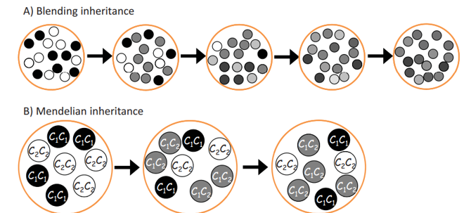<p>-the mechanisms of inheritance </p><p>-the predominant (and incorrect) genetic theory of the time </p><p>-with blending inheritance, evolution is not sustained </p><p>-Mendelian inheritance was correct and traits are not blended </p>