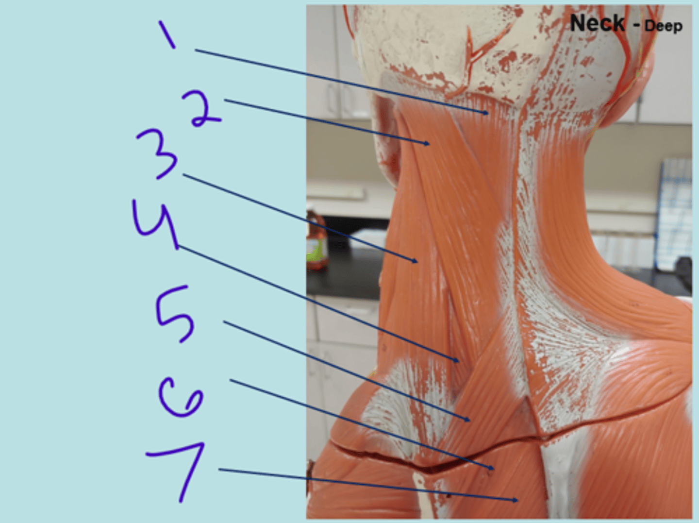 <p>neck deep - #1</p>