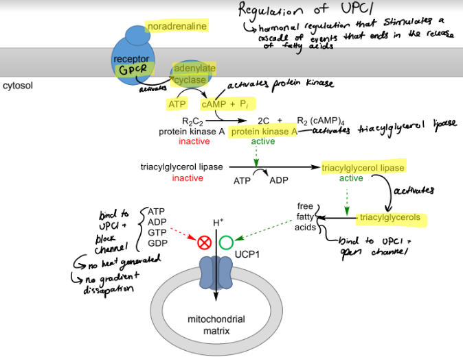 <p>stimulated: hormonal regulation by noradrenaline that stimulates cascade of events that liberates fatty acids to bind UCP1 open channel → allows H+ out and back into matrix, dissipates gradient and generates heat</p><p>inhibited: ATP, ADP, GTP, GDP binds to UPC1 and black the channel, no gradient is dissipated</p>