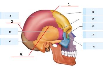 <p>What is H?</p>