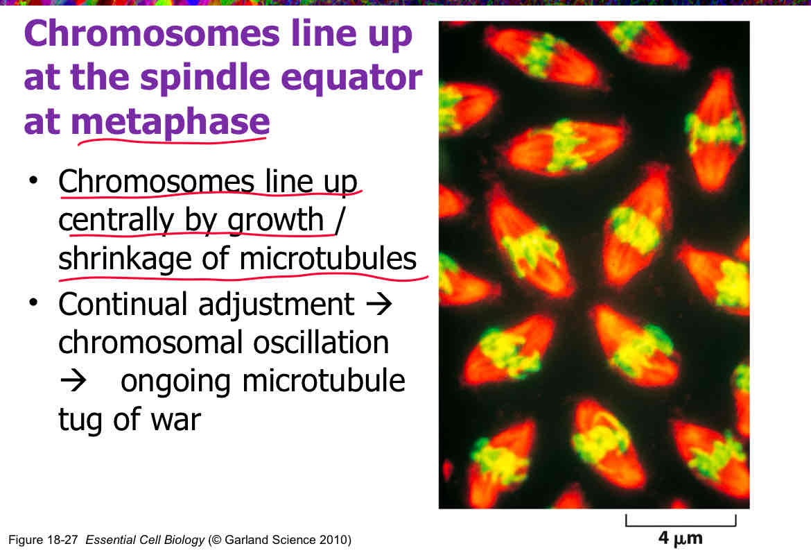 <p>C</p><p>attach slide 16</p>