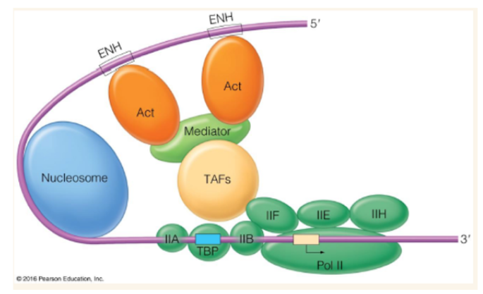 <p>bind to enhancer (distal promoters) and causes DNA looping to contact activators and basal transcription factors through mediator</p>