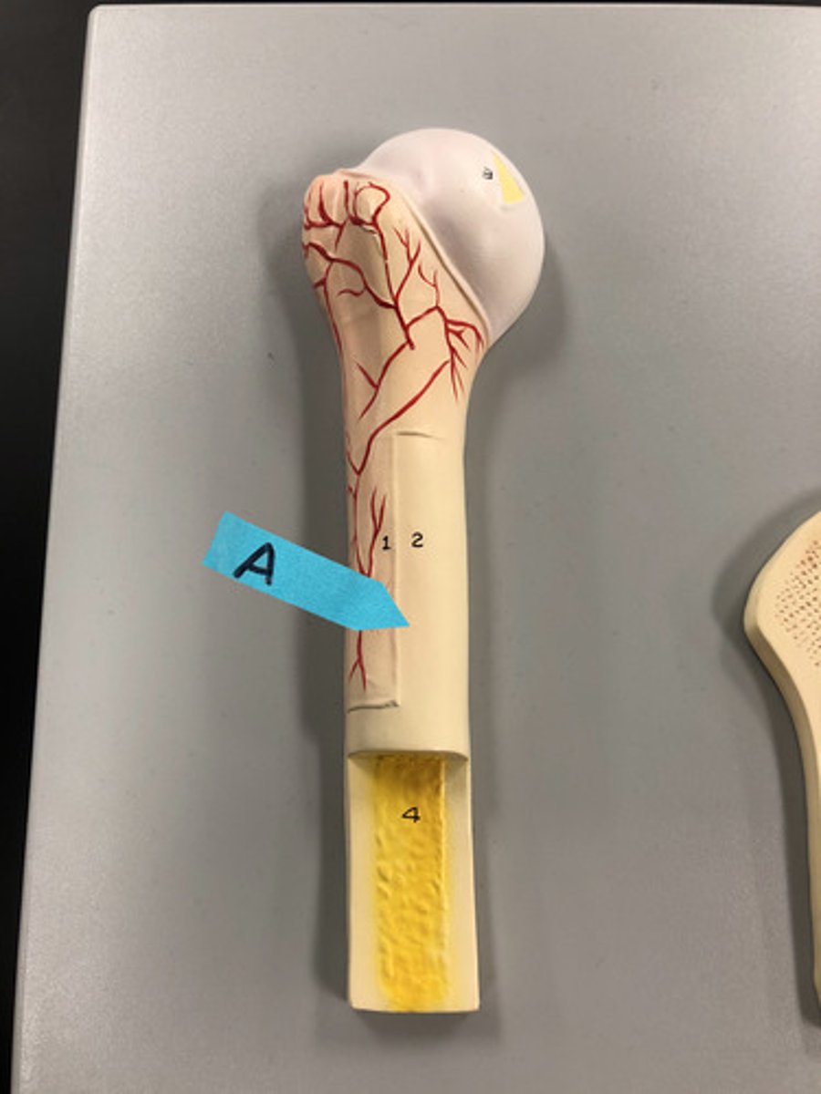 <p>Identify this general part of a long bone</p>