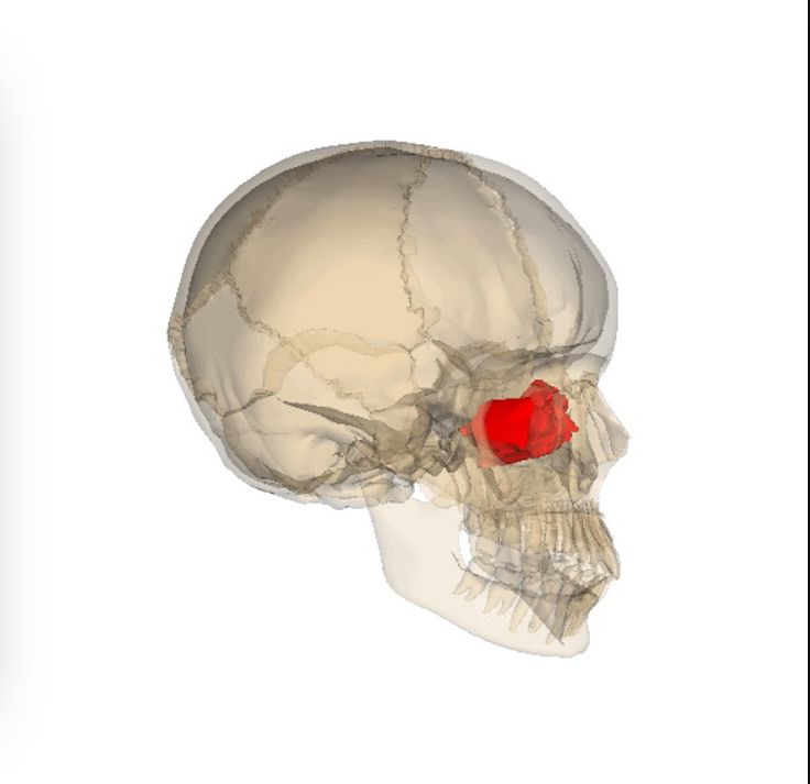 <p>Which bone of the skull is this?</p>