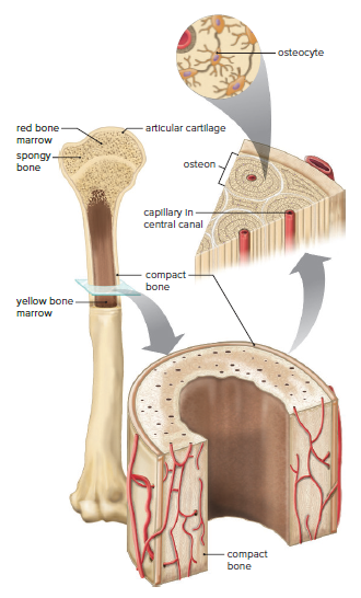 Structure of bone.