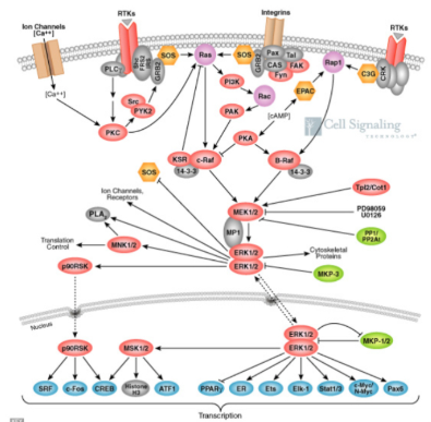 <ul><li><p><span style="background-color: transparent;">ER = estrogen receptor…</span></p><ul><li><p><span style="background-color: transparent;">involved in vaginal, ovarian, breast cancer&nbsp;</span></p></li></ul></li><li><p><span style="background-color: transparent;">The receptors in the membrane are hydrophilic&nbsp;</span></p></li></ul><p></p>