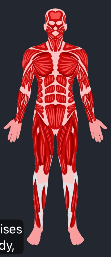 <p>What does the muscular system compose of?</p>