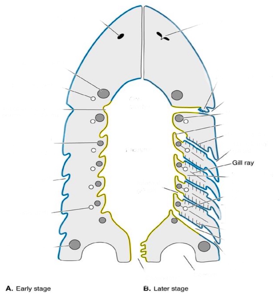 <p>skeletal, extend into interbranchial septum; support</p>