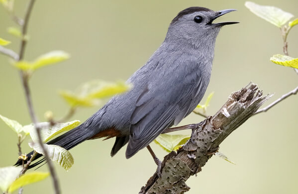 <p>What bird is this?</p>