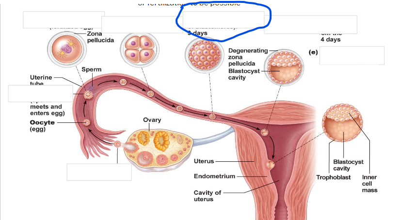 <p>16 cell stage</p>