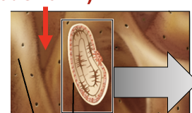 <p>Spaces between trabeculae are filled with ___ and___</p>