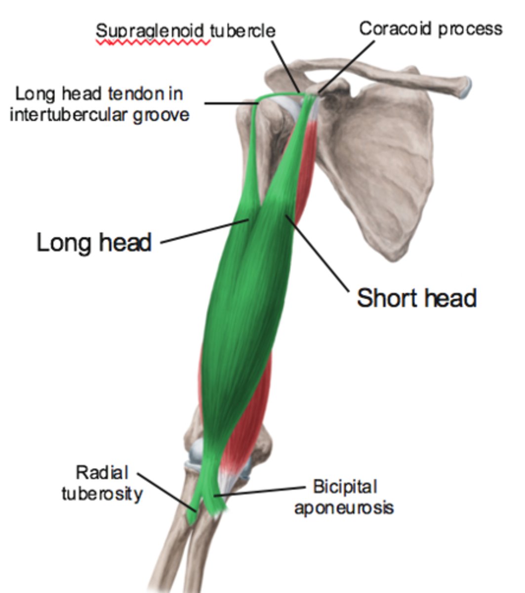<p>Radial Tuberosity</p>