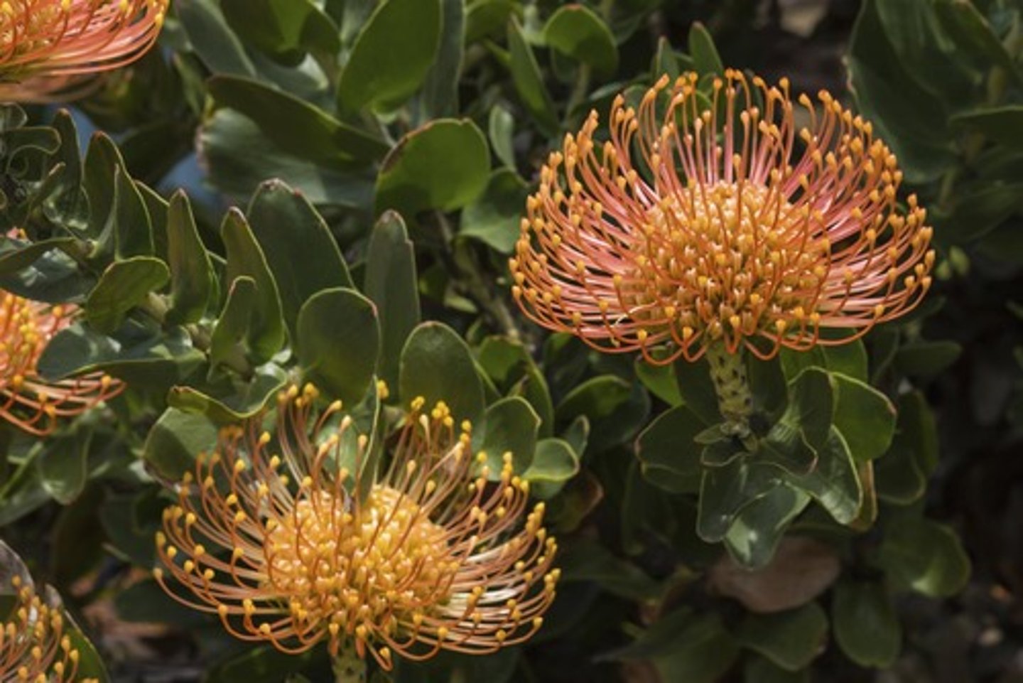 <p>Leucospermum hybrid cv.</p>