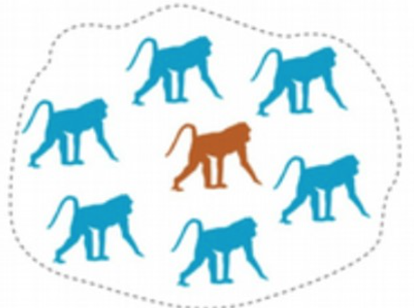 <p>Primate social structure (1 female, multi-male)</p>