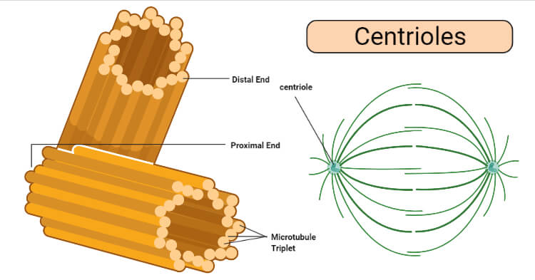 <p>2 organelles that produce the spindle fibers that pull the chromosomes apart during anaphase.</p>