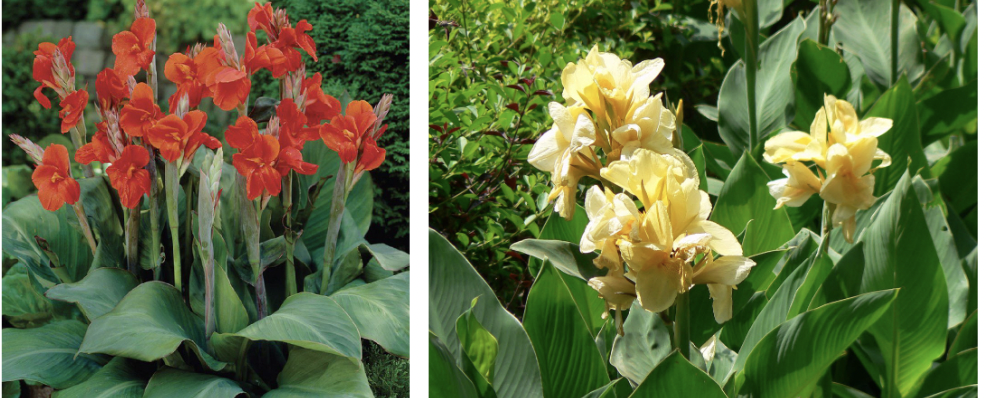 <p>A bold, upright plant with large tropical leaves and showy spikes of orange, peach, pink, red, yellow, or white flowers.</p><p>-bulb rhizome</p><p>-3-6’</p><p>-plant below 4-6” below water surface</p><p>-marignal or bog plants</p><p>-any deeper and rhizomes will rot</p><p></p>