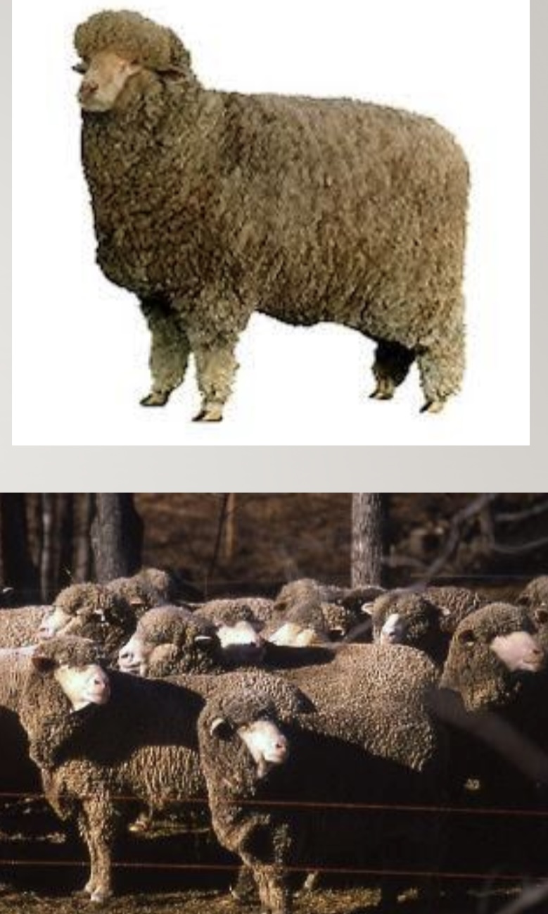 <ul><li><p>﻿﻿Breed categories: <u>fine-wool</u></p></li><li><p>﻿﻿Distribution: North America</p></li><li><p>﻿﻿medium size: mature ewes with full fleece average from 125 to 180 pounds. Rams are larger ranging in weight from 175 to 235 pounds</p></li><li><p>﻿﻿has a smooth body and is free of wrinkles.</p></li><li><p>﻿﻿Several strains of Merinos evolved in the US</p></li></ul>