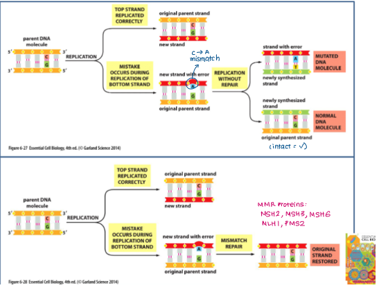 <p>DNA damage caused by <mark data-color="purple" style="background-color: purple; color: inherit;">errors in DNA replication</mark><mark data-color="#ffffff" style="background-color: rgb(255, 255, 255); color: inherit;"> (insertion, deletion, mismatched base)</mark></p>