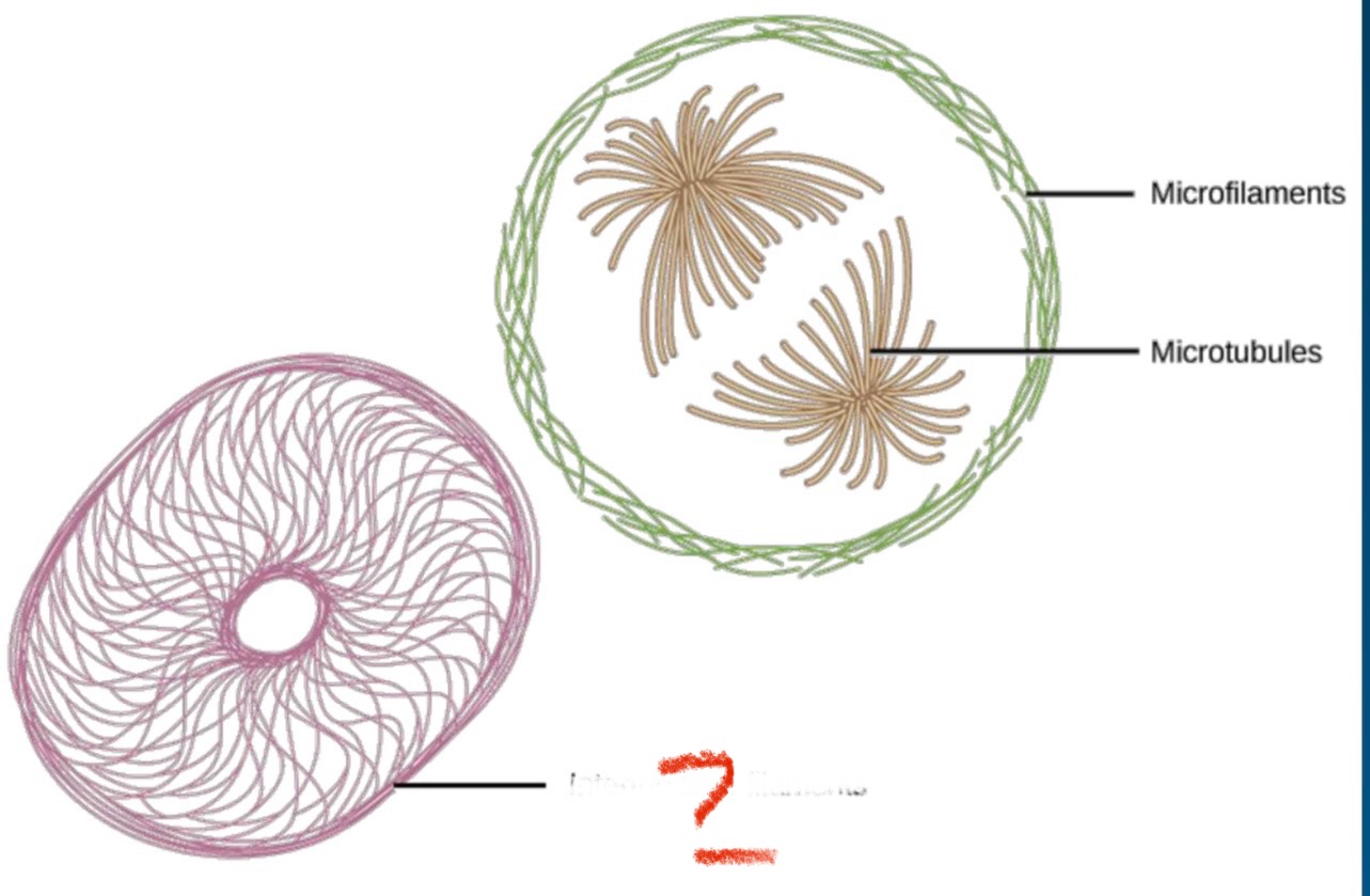 <p>What type of cytoskeleton is indicated?</p>