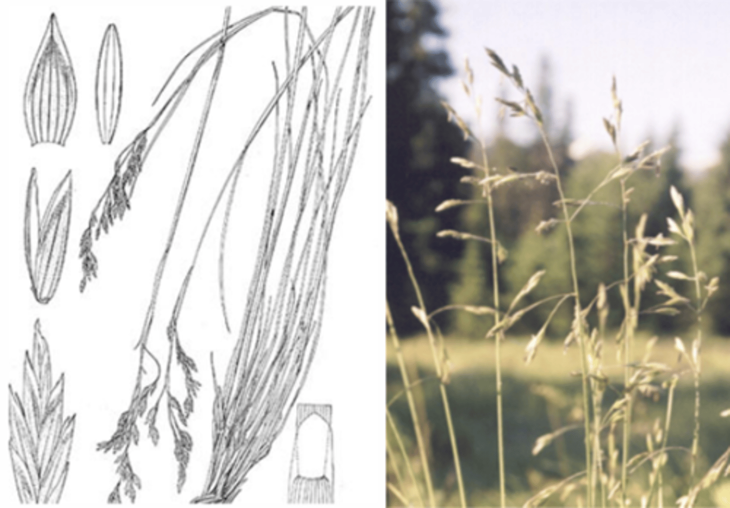 <p>What genus has these characteristics?</p><p>- thread-like (rolled) leaves</p><p>- loose panicle of spikelets</p><p>- no auricles </p><p>- stem joints (often) not apparent</p>