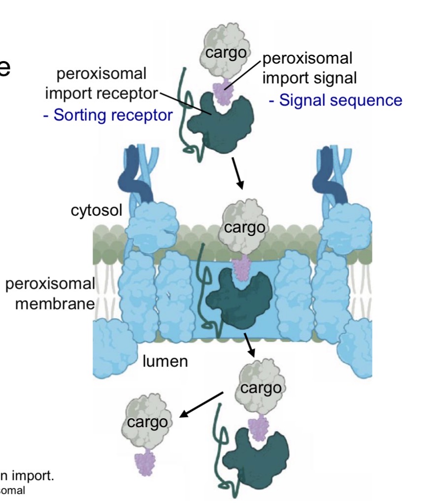 <p>Post-translational sorting</p><ul><li><p>Nuclear-encoded</p></li><li><p>Fully synthesized</p></li><li><p>Folded</p></li></ul><p>.</p><ul><li><p>Targeted by sorting receptor for import into peroxisome</p></li><li><p>Transported into peroxisomes through <span style="color: yellow;">transmembrane protein complex</span></p></li></ul><p>.</p><p>e.g Enzymes for oxidative reactions</p><p></p>